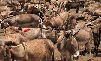 Animals in Sudan